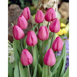 Tulipan Don Quichotte - 5 cebulek