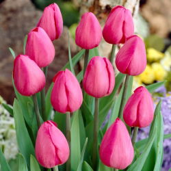 Tulipan Don Quichotte - 5 cebulek