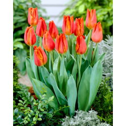 Tulipan Fidelio - opak. 5 szt.