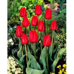 Tulipan Bastogne - 5 cebulek