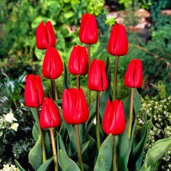Tulipan Bastogne - 5 cebulek