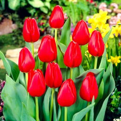 Tulipan Hollandia  opak. 5 szt.