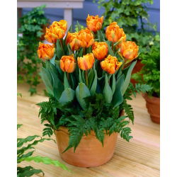 Tulipan Orange Princess - 5 cebulek