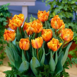 Tulipan Orange Princess - 5 cebulek