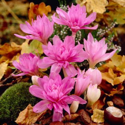 Zimowit pełny Waterlily - ogrodowa lilia wodna - 1 cebulka