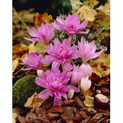 Zimowit pełny Waterlily - ogrodowa lilia wodna - 1 cebulka