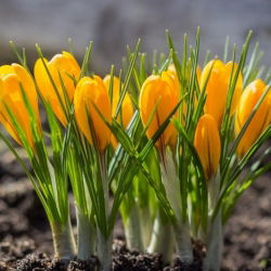 Krokus Golden Yellow - duża paczka! - 200 szt.