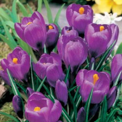 Krokus Flower Record - 10 szt.