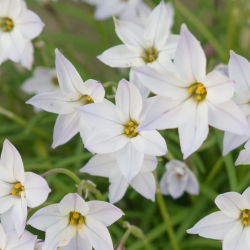 Ipheion - Ifejon - Alberto Castillo - 10 szt.