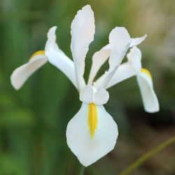 Irys holenderski White Excelsior - 10 cebulek