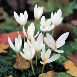 Krokus Jesienny Ochroleucus - 10 cebulek
