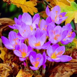 Krokus Jesienny Speciosus - 10 cebulek