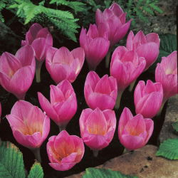 Krokus jesienny - crocus zonatus - 10 cebulek
