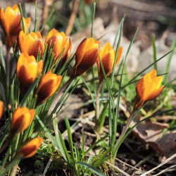 Krokus dwubarwny Zwanenburg Bronze - 10 cebulek