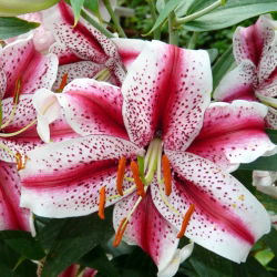 Lilia orientalna Dizzy - 1 cebula