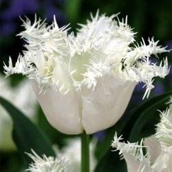 Tulipan Swan Wings - 5 cebulek