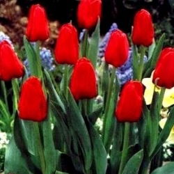 Tulipan Hollandia  opak. 5 szt.