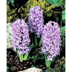 Hiacynt Amethyst - op. 3 szt.