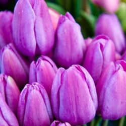 Tulipan Magic Lavender - 5 cebulek