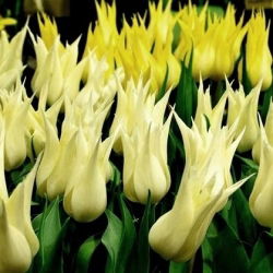 Tulipan Saporro - opak. 5 szt.