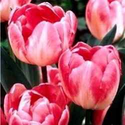 Tulipan Up Star - opak. 5 szt.