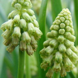 Szafirek zielony - Muscari Bellevalia Green Pearl - 5 szt.