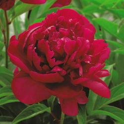 Piwonia, Paeonia - Madame Gaaudichau - 1 kłącze