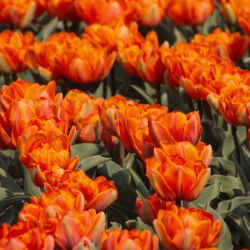 Tulipan Orange Princess - 5 cebulek
