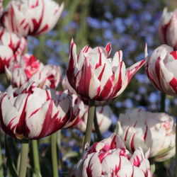 Tulipan Carnaval de Nice - 5 szt.