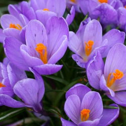 Krokus Grand Maitre - 10 cebulek