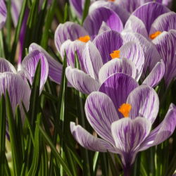 Krokus Pickwick - duża paczka! - 200 szt.