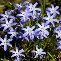 Śnieżnik lśniący - Chionodoxa luciliae - 10 cebulek