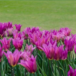 Tulipan liliokształtny Maytime - 5 cebulek