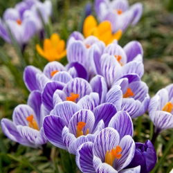 Krokus Pickwick - 10 cebulek