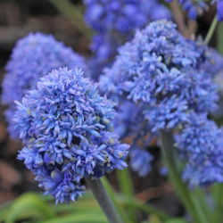 Szafirek Muscari Blue Spike - 10 cebulek