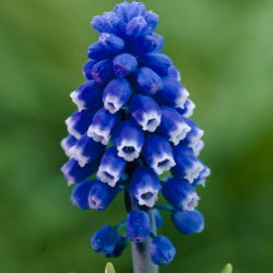 Szafirek Muscari Dark Eyes - op. 5 szt.