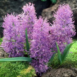 Szafirek pierzasty - Muscari Plumosum - 5 cebulek