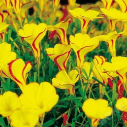 Oxalis - Szczawik Golden Cape - 2 bulwy