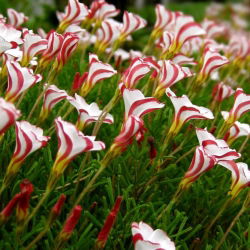 Szczawik Versicolor - duża paczka! - 20 szt.