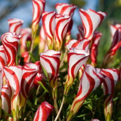 Oxalis - Szczawik Versicolor - 2 bulwy