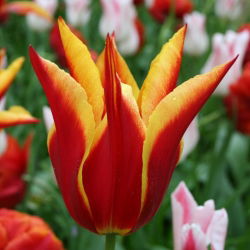 Tulipan Aladdin - 5 cebulek
