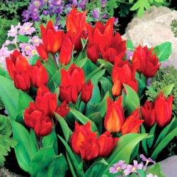 Tulipan botaniczny - Tubergen's Variety - 5 cebulek