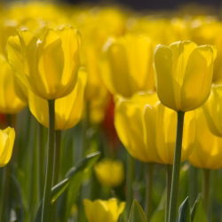 Tulipan żółty - Yellow - paczka XXL - 50 cebulek