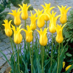 Tulipan West Point  - 5 cebulek