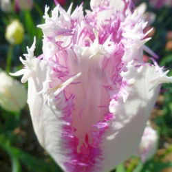 Tulipan Aria Card - opak. 5 szt.