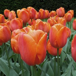 Tulipan Brown Sugar - opak. 5 szt.