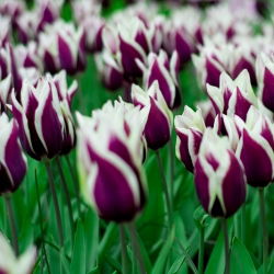 Tulipan Chansonette - opak. 5 szt.