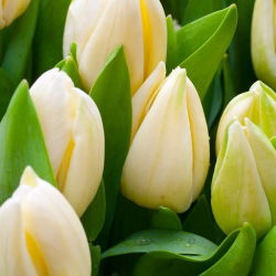 Tulipan Lemon Giant - opak. 5 szt.