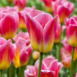 Tulipan Match - opak. 5 szt.