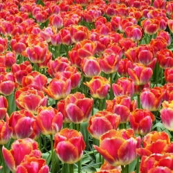Tulipan Miami Sunset - opak. 5 szt.